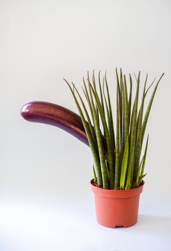 A creative still life image featuring an eggplant and a potted plant in unique arrangement.